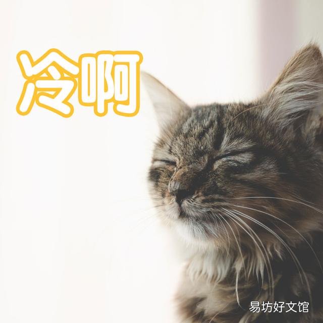 猫睡觉的时候抽搐(猫睡觉的时候抽搐翻白眼)
