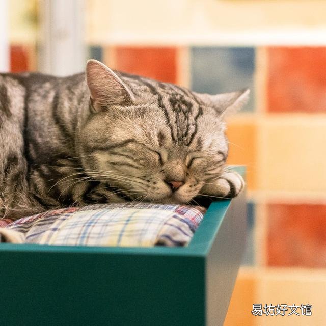 猫睡觉的时候抽搐(猫睡觉的时候抽搐翻白眼)