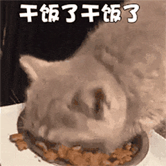 猫咪可以吃虾吗(猫咪可以吃煮熟的虾吗)