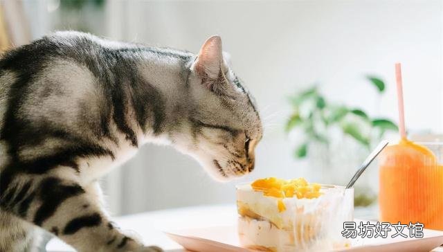 猫咪可以吃虾吗(猫咪可以吃煮熟的虾吗)