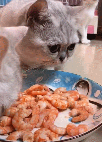 猫咪可以吃虾吗(猫咪可以吃煮熟的虾吗)