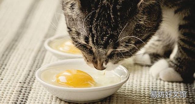 猫咪可以吃虾吗(猫咪可以吃煮熟的虾吗)
