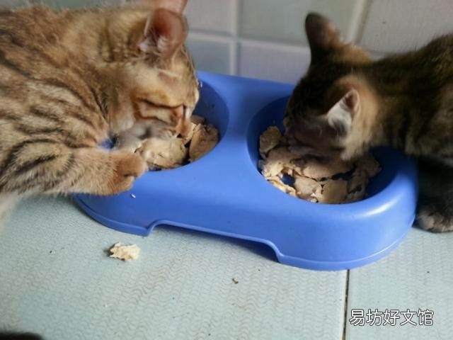 猫咪可以吃虾吗(猫咪可以吃煮熟的虾吗)