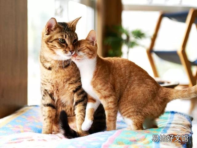 猫咪交配需要多久(猫配对需要多长时间)