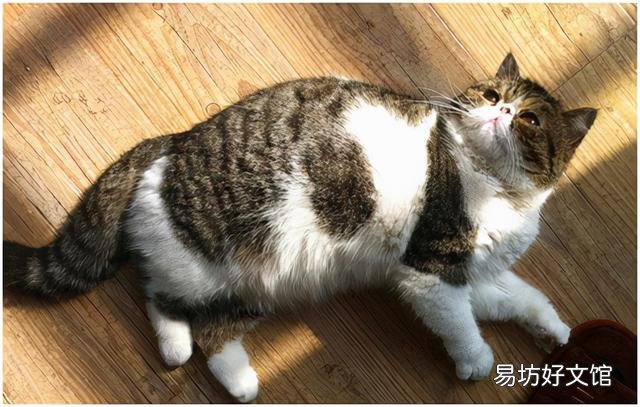 猫咪交配需要多久(猫配对需要多长时间)