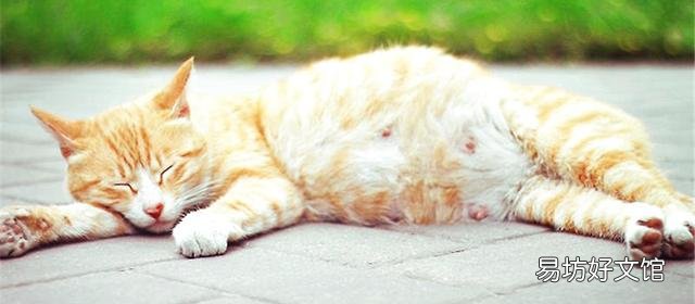 猫咪交配需要多久(猫配对需要多长时间)