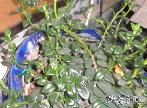 口红吊兰如何扦插?