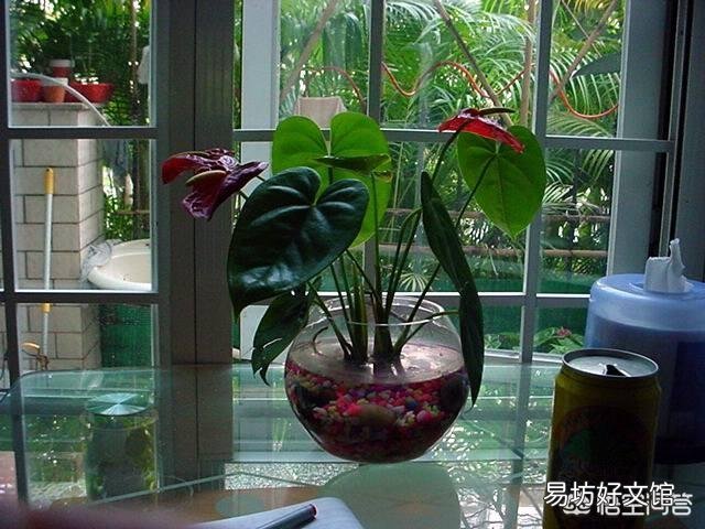 水培红掌施什么肥比较好？