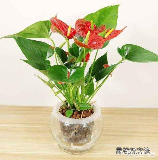 水培红掌施什么肥比较好？
