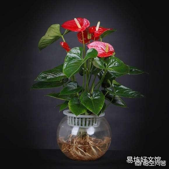水培红掌施什么肥比较好？