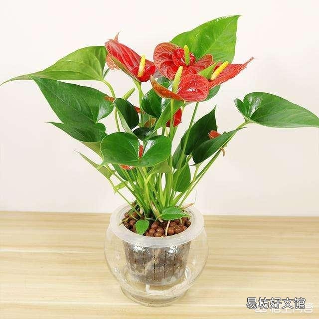 水培红掌施什么肥比较好？
