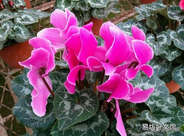 仙客来的花语是什么?怎么养护才能花期长、颜色靓?