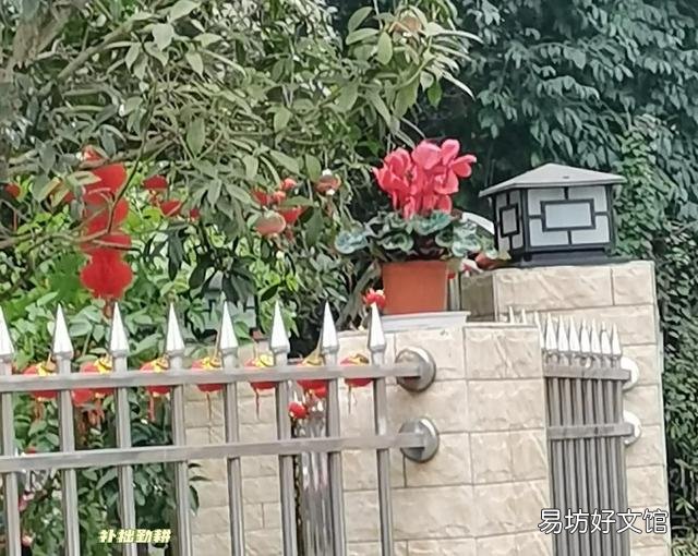 仙客来的花语是什么?怎么养护才能花期长、颜色靓?