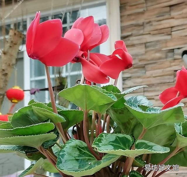 仙客来的花语是什么?怎么养护才能花期长、颜色靓?