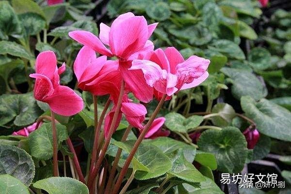 仙客来的花语是什么?怎么养护才能花期长、颜色靓?