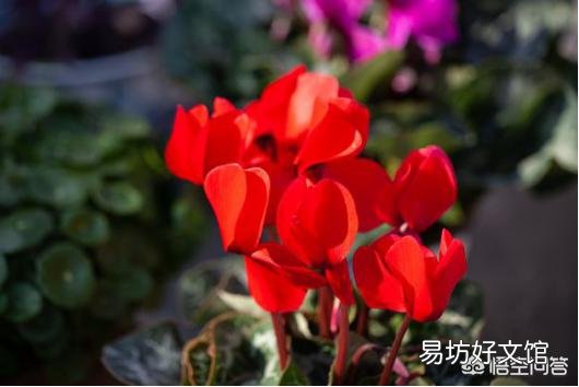 仙客来的花语是什么?怎么养护才能花期长、颜色靓?