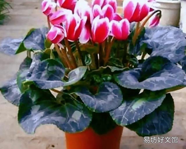 仙客来的花语是什么?怎么养护才能花期长、颜色靓?