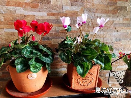 仙客来的花语是什么?怎么养护才能花期长、颜色靓?