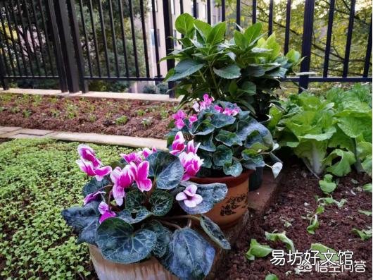 仙客来的花语是什么?怎么养护才能花期长、颜色靓?