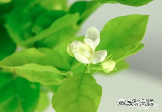 什么温度下,茉莉花要搬进室内?