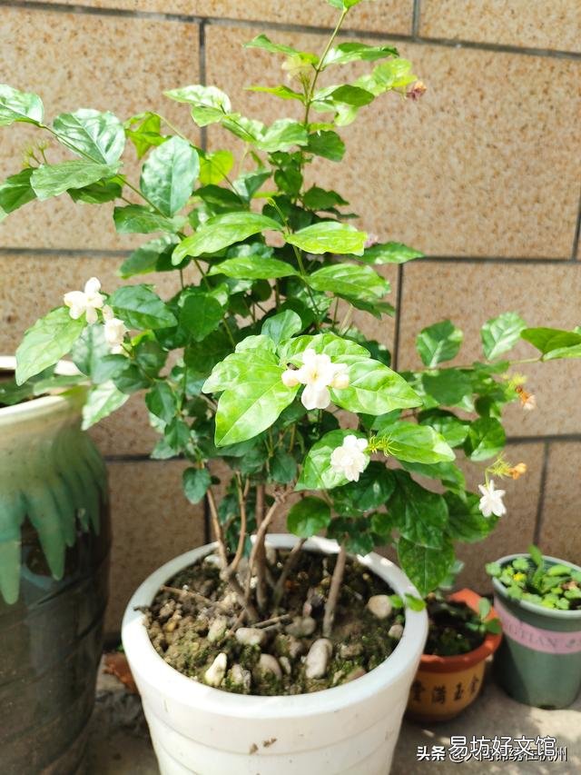 什么温度下,茉莉花要搬进室内?