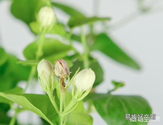 什么温度下,茉莉花要搬进室内?