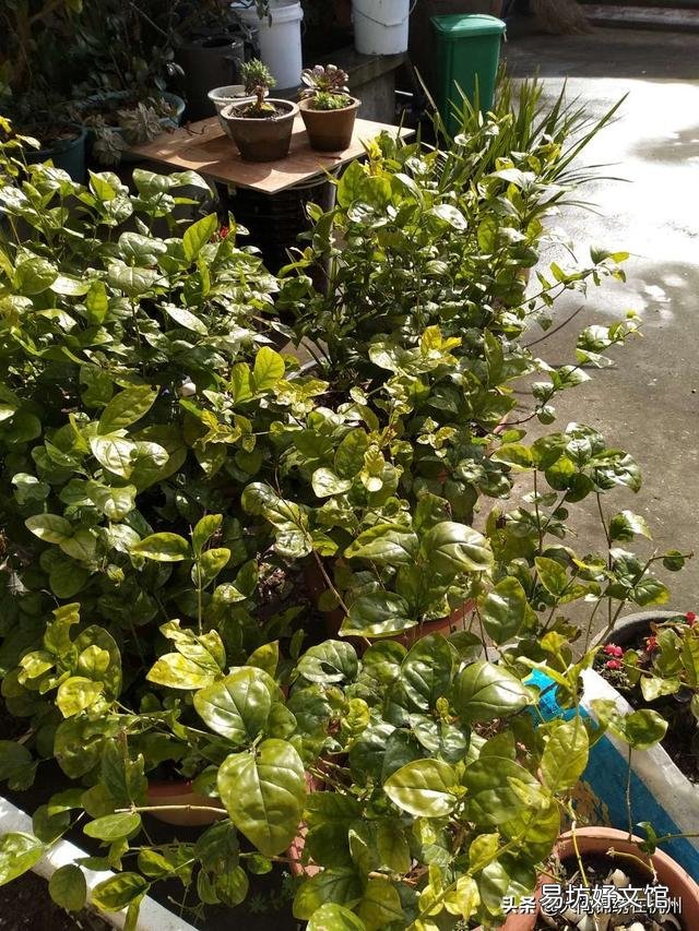 什么温度下,茉莉花要搬进室内?