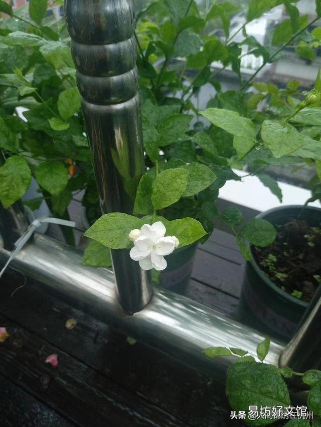 什么温度下,茉莉花要搬进室内?
