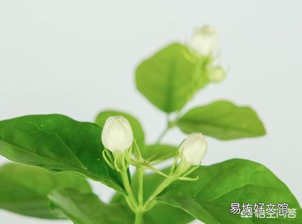 什么温度下,茉莉花要搬进室内?