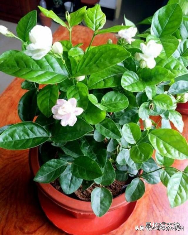 什么温度下,茉莉花要搬进室内?