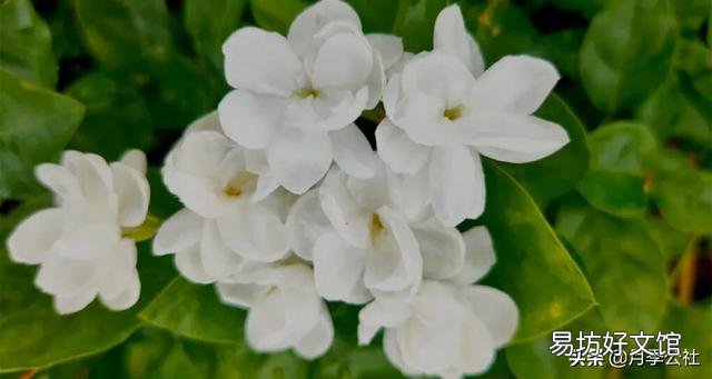 什么温度下,茉莉花要搬进室内?