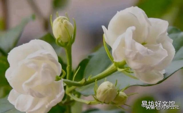 什么温度下,茉莉花要搬进室内?