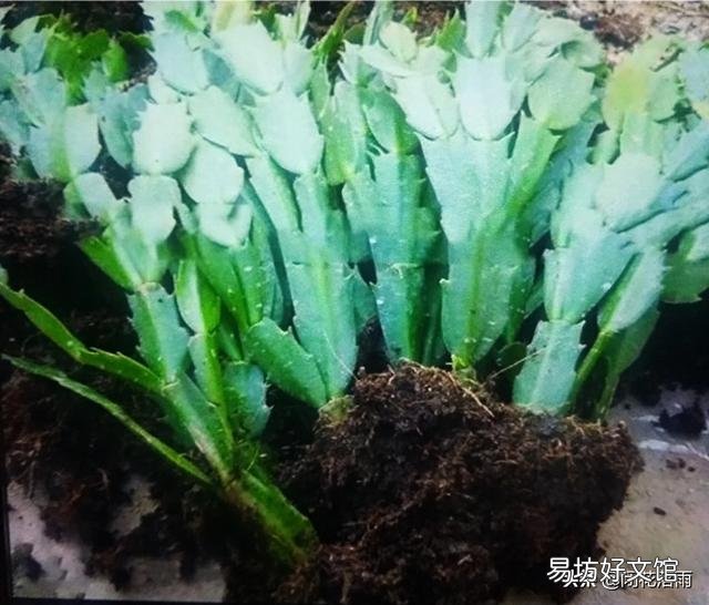 蟹爪兰根长成了土球怎么换盆？