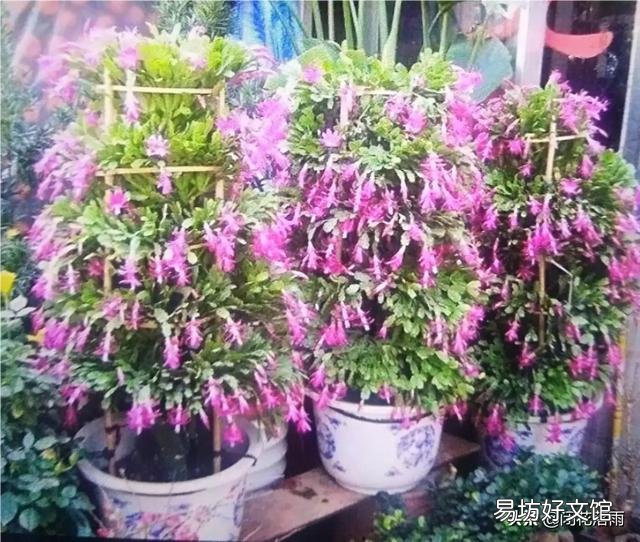 蟹爪兰根长成了土球怎么换盆？