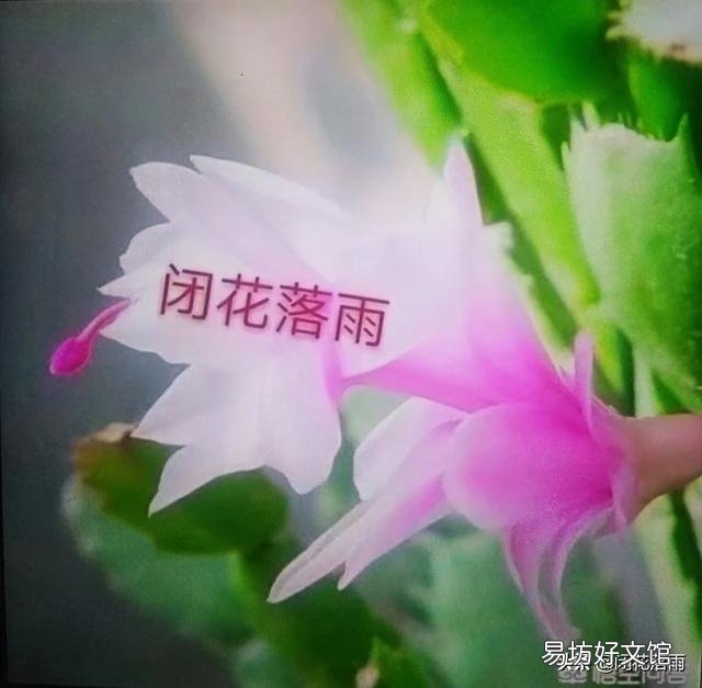 蟹爪兰根长成了土球怎么换盆？