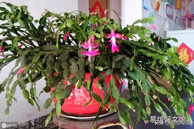 蟹爪兰根长成了土球怎么换盆？