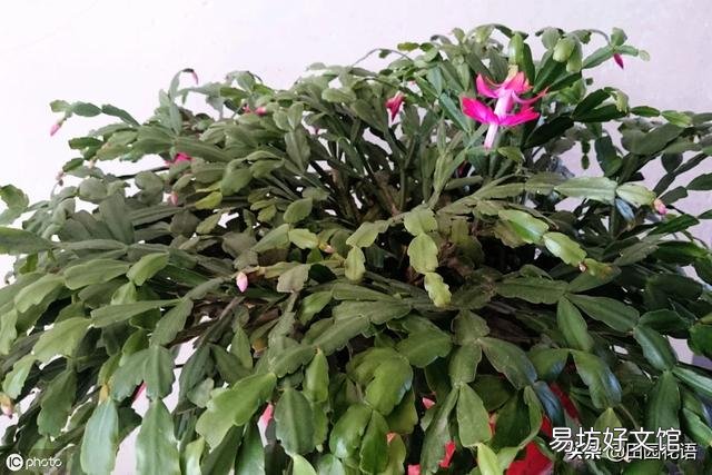 蟹爪兰根长成了土球怎么换盆？