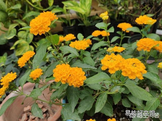没有腐熟的松针混土养花会怎样?