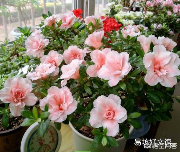 没有腐熟的松针混土养花会怎样?