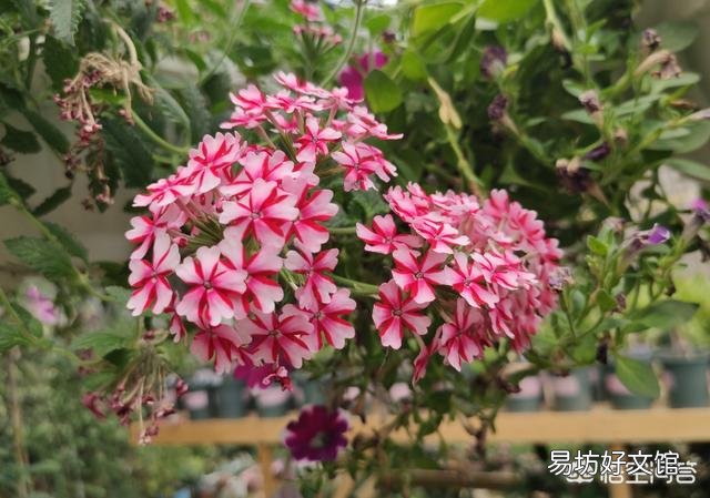 没有腐熟的松针混土养花会怎样?