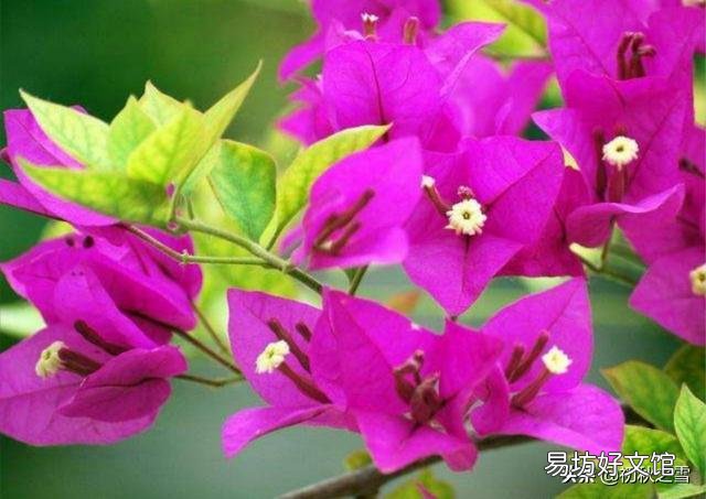 三角梅移栽后如何施肥?