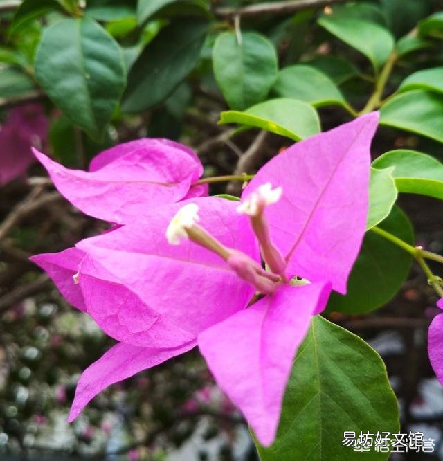 三角梅移栽后如何施肥?