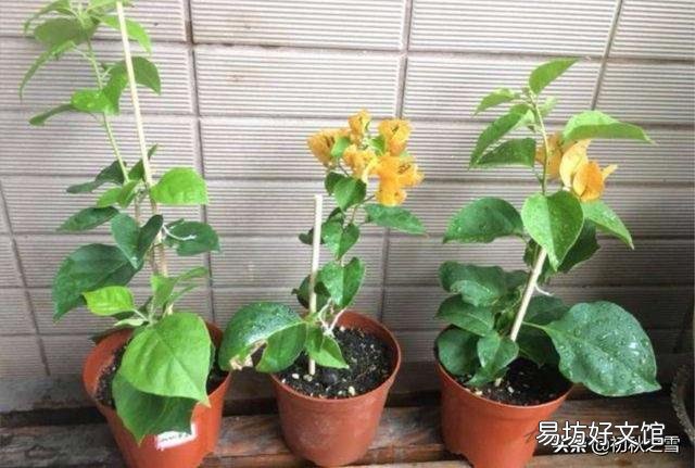 三角梅移栽后如何施肥?