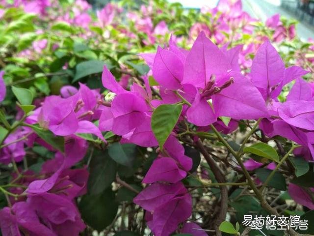 三角梅移栽后如何施肥?