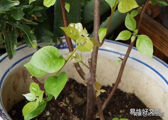 三角梅移栽后如何施肥?