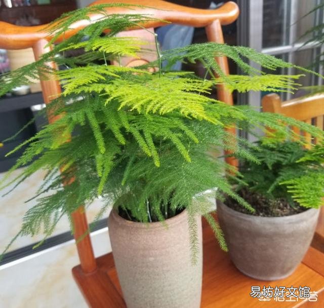 文竹和发财树浇黄豆水适合吗?