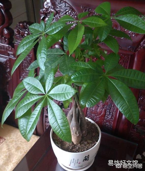 文竹和发财树浇黄豆水适合吗?