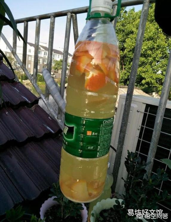 文竹和发财树浇黄豆水适合吗?