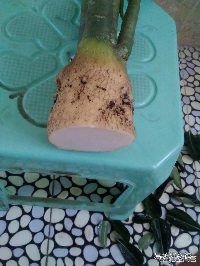 沙漠玟瑰剪的枝十月份可以扦插吗?