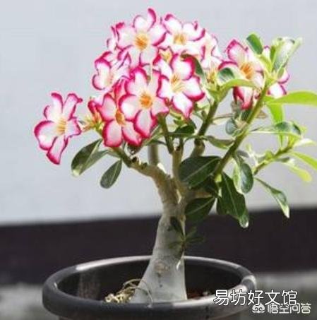 沙漠玟瑰剪的枝十月份可以扦插吗?